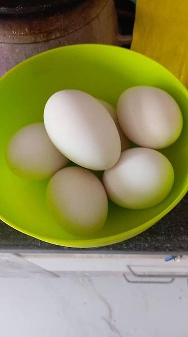 Гусиные яйца белые, столовые. На фото — свежие яйца в миске, средний