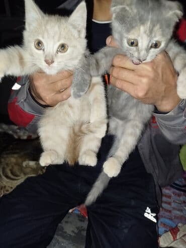 мейн кун бишкек питомник lyubushka купить котенка цена фото: Отдам в добрые руки — 1