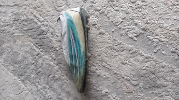 футболныйе бутсы: Футбольные бутсы с носком (без шнурков), шипованные для натурального — 2