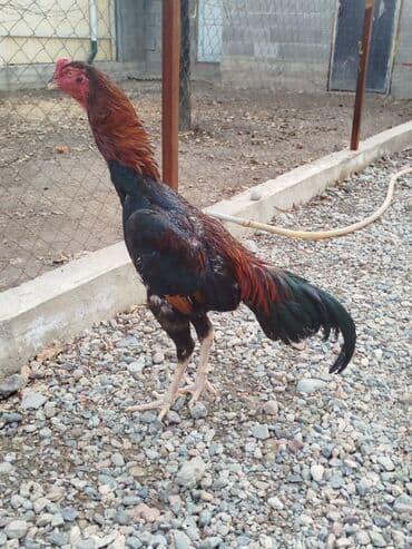 кошка город ош: Дакан жожо короздор сатылат активный алмашу жолдору бар адрес Бишкек — 5