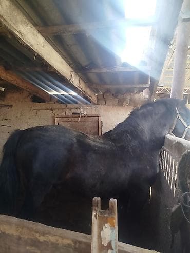 белое золото брама: Продаю | Жеребец | Полукровка | Конный спорт | Племенные — 1