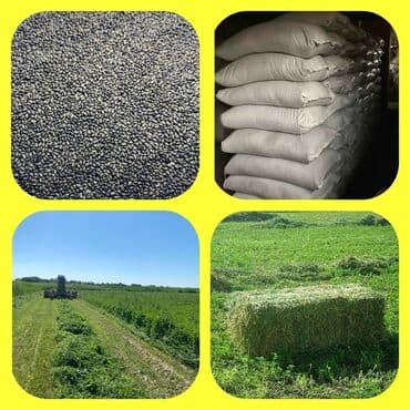 Собаки: Беде Уругу (кара беде) Семена Клевера-люцерны. Оригинальные Сорта — 1