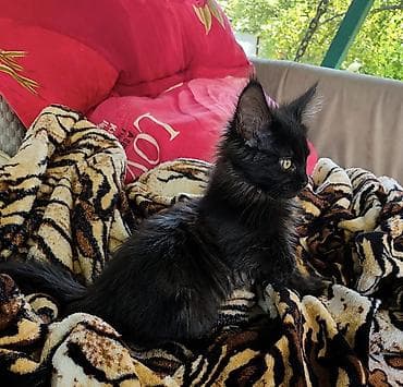 котяты: Мейн-кун, 2 месяца, Девочка, Приучена к лотку — 4