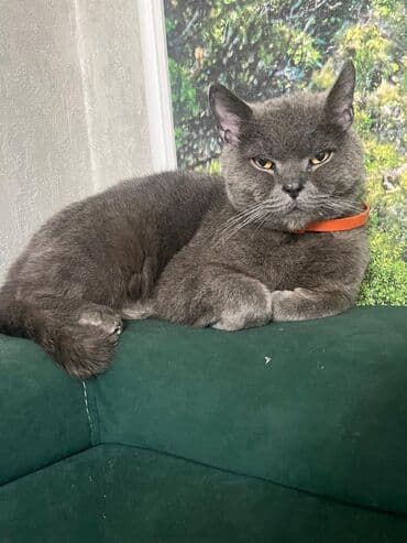 Британская кошка at lalafo.kg Британская кошка