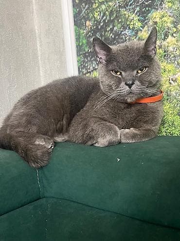 Отдам даром кошку: Британская кошка — 1