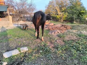 продажа щенков немецкой овчарки с документами в бишкеке: Продаю | Кобыла (самка) | Полукровка — 4