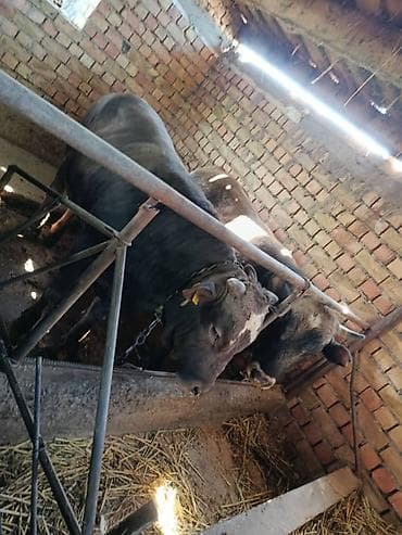 матрица для вощины: Продаю | Бык (самец) | На откорм | Привязанные — 2