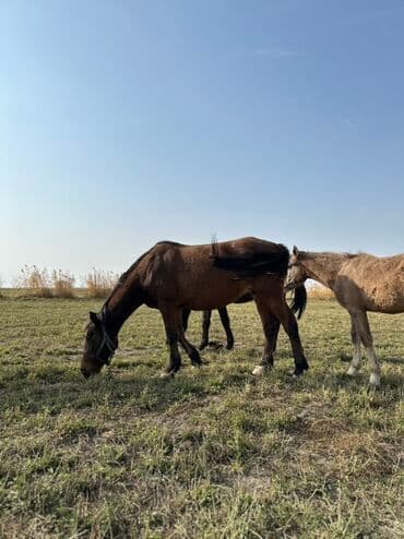 тюк пресс: Продаю | Жеребенок, Кобыла (самка), Жеребец | Кара Жорго | Для разведения, На забой, Рабочий — 30
