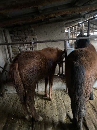 молочные корова: Продаю | Жеребенок | Полукровка | Для разведения | Племенные — 3