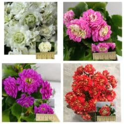 тюльпан гулу жонундо маалымат кыргызча: В продаже детки представленных растений детки каланхоэ по 150 с,детки — 1