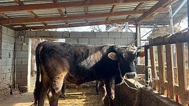 Ветеринар кызматы: Сатам | Бука (эркек) | Швиц | Көбөйтүү үчүн — 2