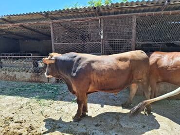 куплю корова: Сатам | Бука (эркек) | Швиц — 4