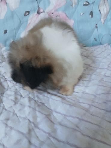 кошка шотланка: ШИКАРНЫЕ. ИМПЕРАТОРСКИЕ. ЩЕНКИ. ПЕКИНЕСОВ. ПЯТНАРИ. ТРИКОЛОР — 4