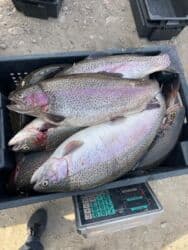 яйцо перепелиное: Продаю Форель радужная и янтарная !!! в живом виде. ТОКМОК от 1+кг — 2