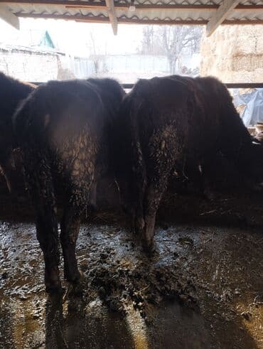 отдам животных в хорошие руки: Продаю | Бык (самец) | На откорм | Привязанные — 4