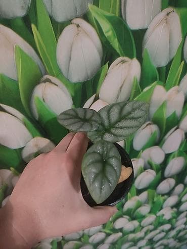Герандар жана пеларгониялар: Алоказия «Серебряный дракон» (Alocasia baginda Silver Dragon) в — 4