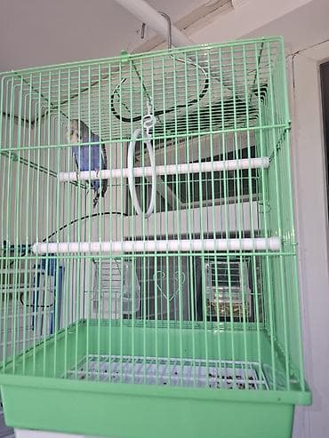 попугай кеша: Папугай бала келиштирип берем ат кеша 5-6месас номер чала берестер — 1