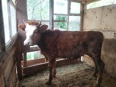 тай байтал: Продаю | Музоо, торпок | На откорм | Привязанные — 4