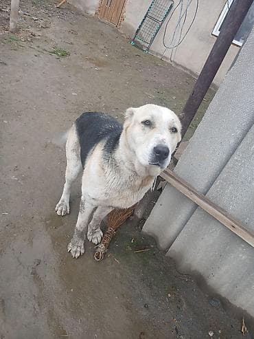 метиленовый синий: Алабай, 1 год, Самец — 3