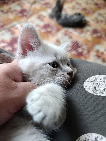 отдам даром вислоухого котенка: Кошка даром: Скотиш Страйт (Шотландская прямоухая), Мальчик — 2