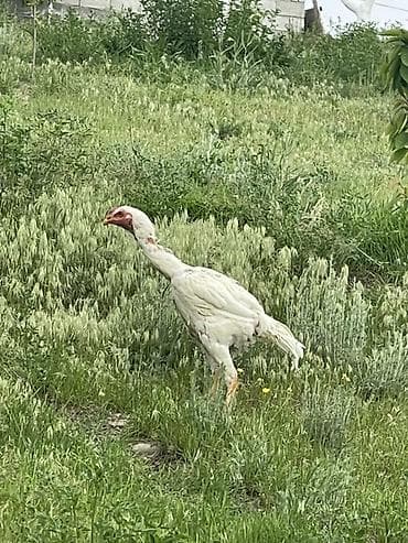 кошка свинкс: Продаю | Петух | Бойцовая | Для разведения — 1