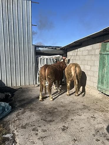 Грызуны: Продаю | Бык (самец) | Симментальская | На откорм | Привязанные — 3