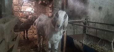 бык на забой: Продаю | Козёл (самец) | Полукровка | Для разведения | Осеменитель — 1