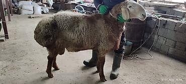 турецкий кангал цена: Продаю | Баран (самец) | Арашан | Для разведения | Племенные — 6