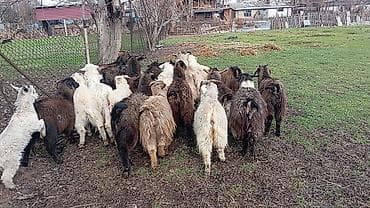 сибрайт куры: Продаю | Коза (самка), Козлёнок | Полукровка, Нубийская | На забой, Для разведения, Для молока | Племенные, Котные — 7