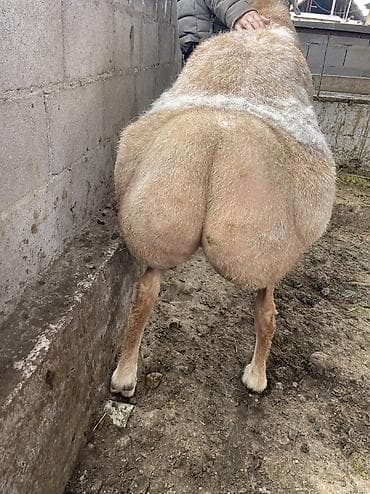 бараны самка: Продаю | Баран (самец) | Арашан | Для разведения | Осеменитель — 5
