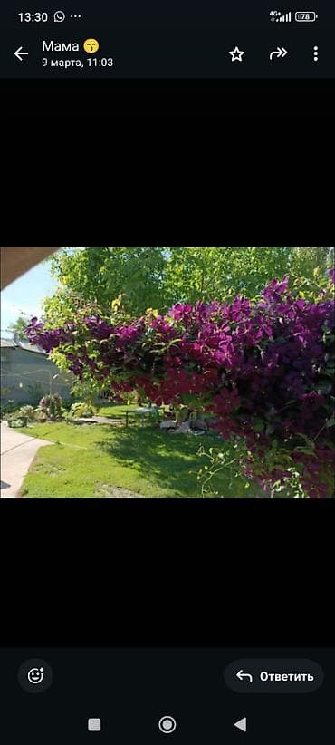 Клематисы — многолетние лианы для вертикального озеленения Что at lalafo.kg Клематисы — многолетние лианы для вертикального озеленения Что