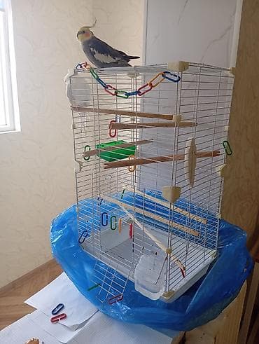 кореллы: Продам корелл с клеткой, самец и — 3