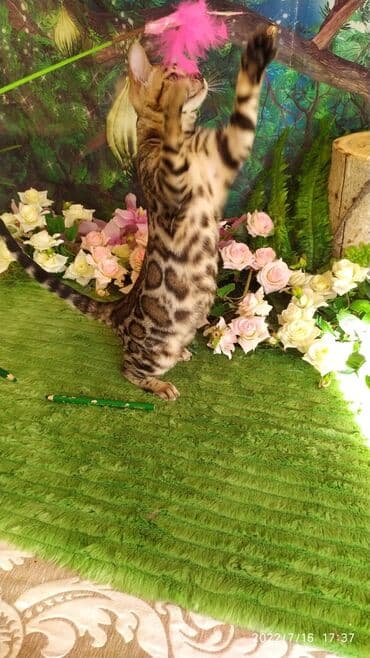 бенгальский леопардовый кот: Бенгальский котик Мальчик. 5мес. Невероятно красивый контрастный с — 13