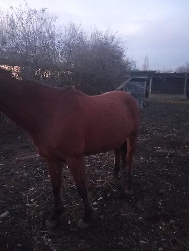 Услуги ветеринара: Продаю | Кобыла (самка) | Дончак | Для разведения | Племенные — 1