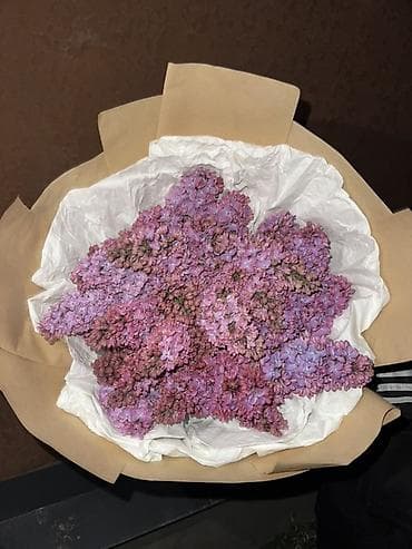 букет сирень: Букет из ароматной сирени по 30 1000 БЫСТРО И ДЕШЕВО ПИШИТЕ ЗВОНИТЕ — 7