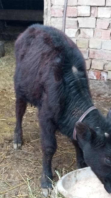 Зоотовары: Продаю | Тёлка | На откорм | Привязанные — 7