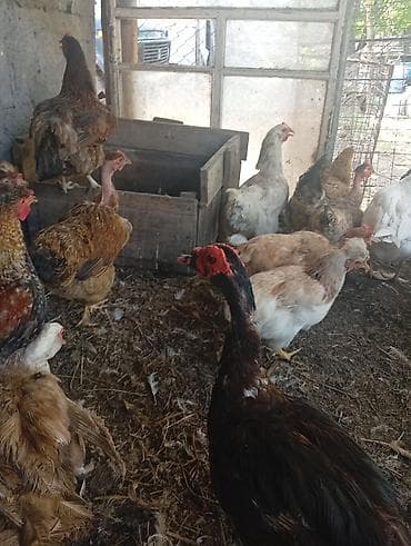 животные на продажу: Продаю домашних курей. цыплят молодняк 2-3 месячных. можно выбрать — 5