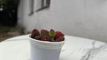 Кактусы: В наличии ❗️‼️ Самые необычные цветы😍как будто с другой планеты 🪐 — 7