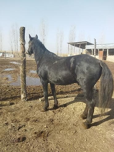 Мышыктар: Сатам | Жылкы (эркек) | Көбөйтүү үчүн | Асыл тукумдуу — 7