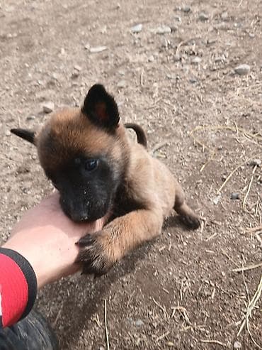 Рыбы: Щенки бельгийской овчарки малинуа. - Окрас: рыжий с чёрной маской — 6