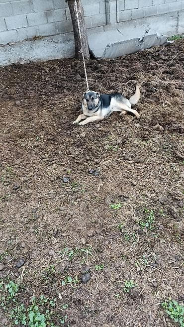 немецкие овчарки щенок: Немецкая овчарка, взрослый кобель. Классический чёрно-подпалый окрас — 1