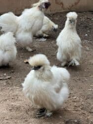 Иттер: Сатам | Тооктор, Короздор — 2