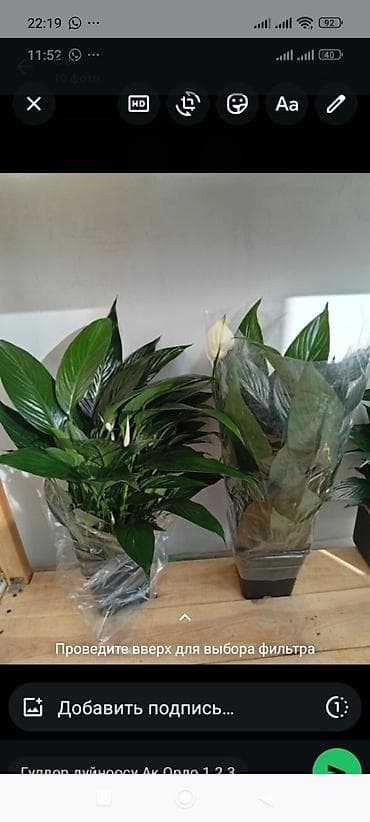 Антуриумы: Комнатные растения в горшках — подборка декоративных видов Доступные — 8