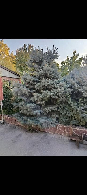 Продаю голубую ель