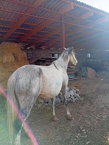 продаю кон: Продаю | Кобыла (самка) | Полукровка | Рабочий — 4