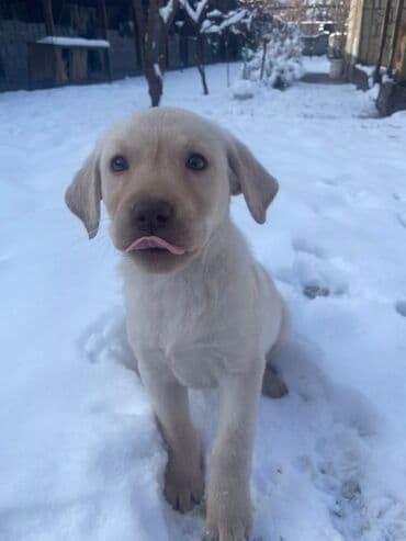 Лабрадор-ретривер, 2 месяца, Самка, С прививкой