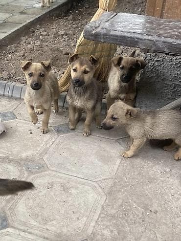 щенок стаффа: Щенки смешанных пород Домашние - Возраст примерно 2 месяца (по фото — 2