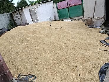 Продам ячмень Описание: - Натуральное зерно нового урожая. - Сыпучая at lalafo.kg Продам ячмень Описание: - Натуральное зерно нового урожая. - Сыпучая