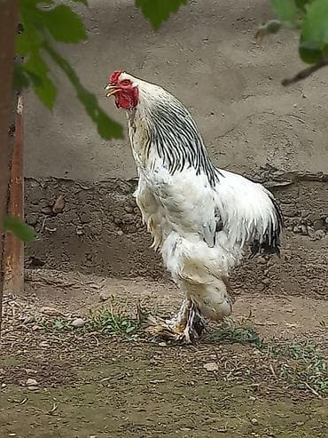 Продаю | Петух | Брама | Для разведения