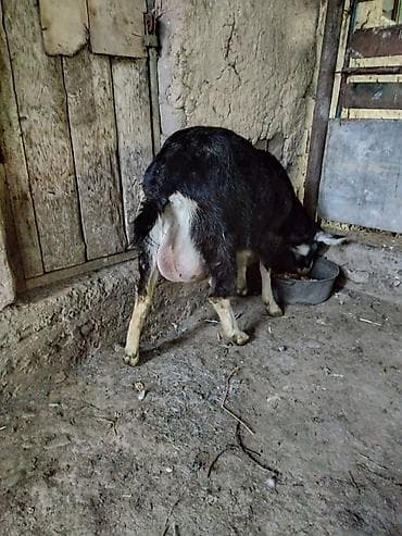 грил козу: Продаю | Коза (самка) | Для молока — 4
